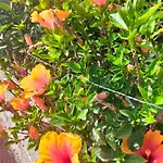 木屋 Daita 1 格拉纳迪利亚-德阿沃纳