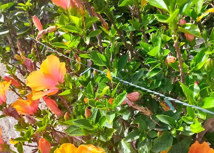 샬레 Daita 1 그라나딜라데아보나